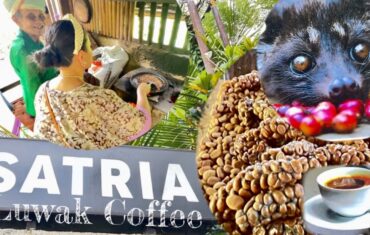 Luwak coffee plantation