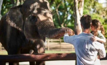 Breakfast with orangutans at Bali Zoo