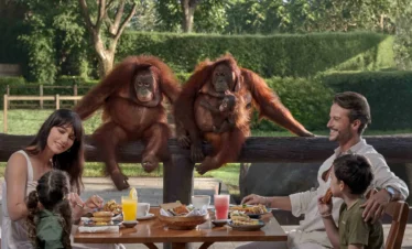 Breakfast with orangutans at Bali Zoo