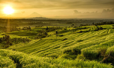 Jatiluwih rice terrace in North Bali Tour