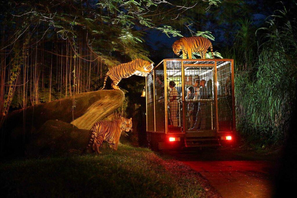 Bali Night Safari