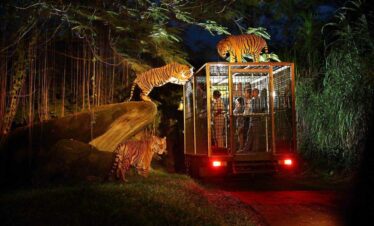 Bali Night Safari
