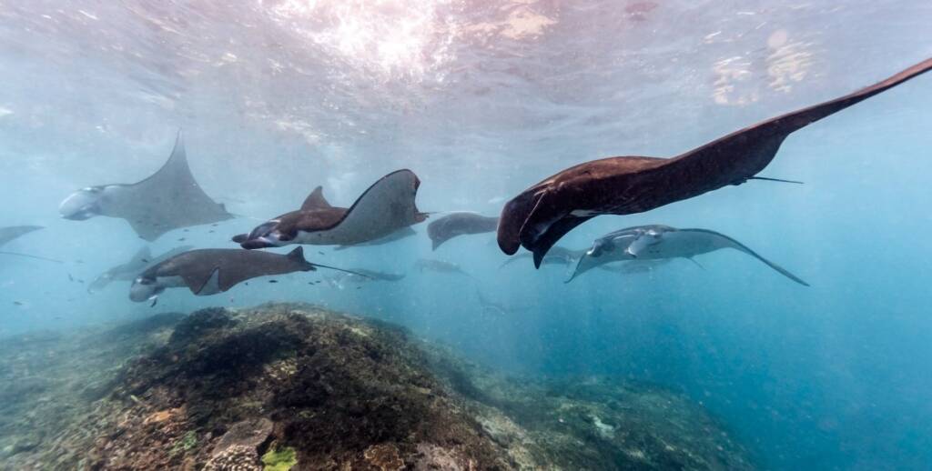 The Beauty Underwater of Bali