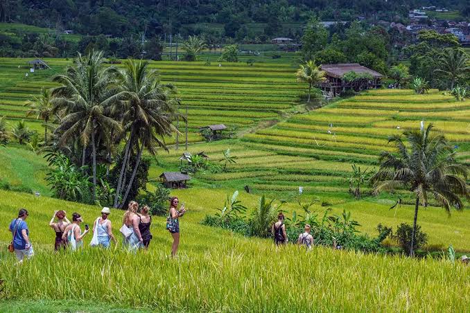 Jatiluwih rice terrace