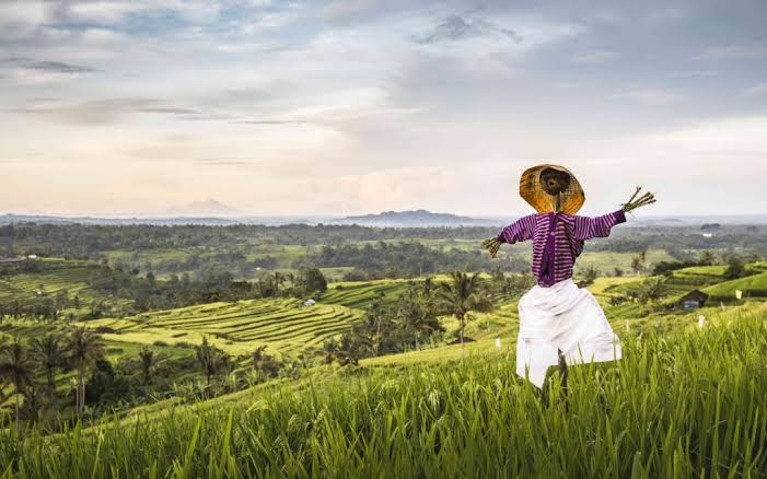 Jatiluwih rice terrace