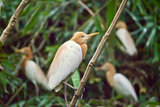 Petulu Heron Village