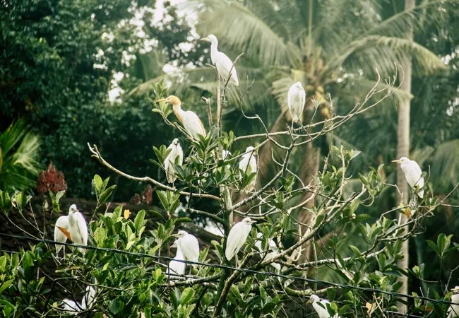 Petulu Heron Village