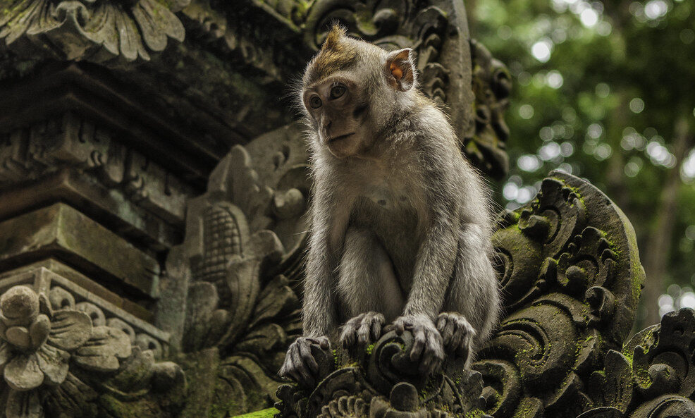 Sacred Monkey Forest Ubud