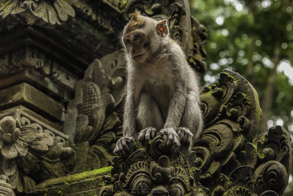 sangeh monkey forest