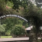 sangeh monkey forest