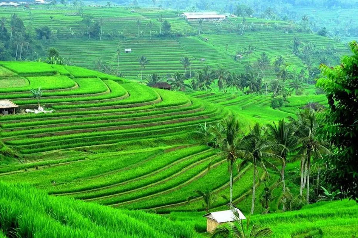 Jatiluwih Rice Terrace North Bali