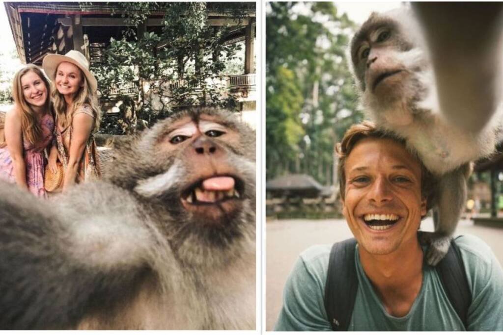 Selfie photo with Long tailed macaque in Bali tropical forest