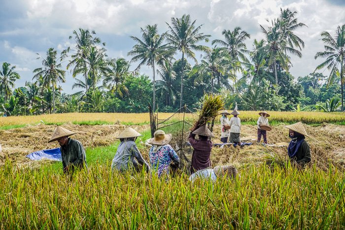 visiting Tegallalang rice terraces and tropical landscapes in Ubud